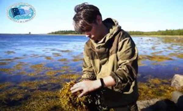 Исследование водорослей и ихтиофауны на острове Соловецкий